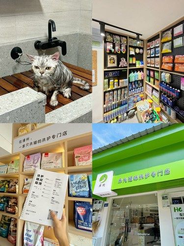 漳州猫猫护理！纯纯的干货分享了