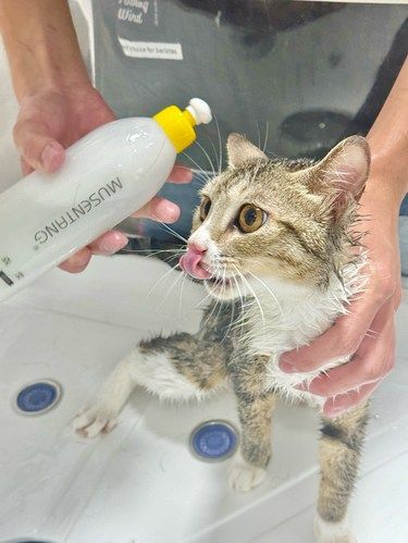漳州的！帮我看看！给主子选的洗护怎么样！！