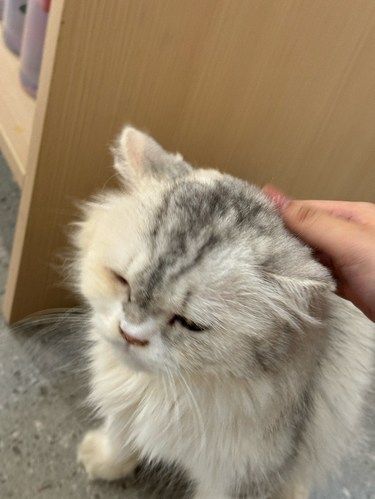 漳州漳州这家猫咪洗护真的爱噜！！！！！