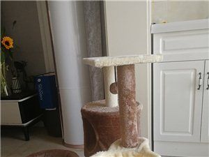 转让宠物猫爬架，半价处理了！