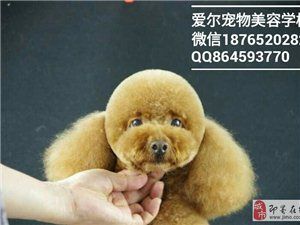 即墨宠物美容培训，宠物美容师学校