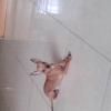 小鹿犬公对外借配