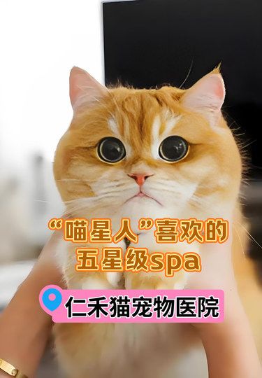 我家毛孩子最爱去的地方[爱心]