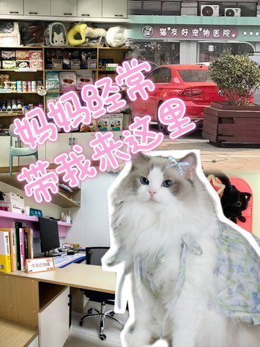 喵～终于给妹妹找到了靠谱的宠物E院