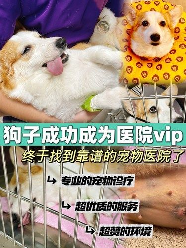 狗子7岁了，来这家宠物医院绝育，也太赞了吧！