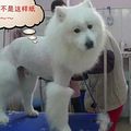 夏天给狗狗把毛剃光，真的好吗？_4