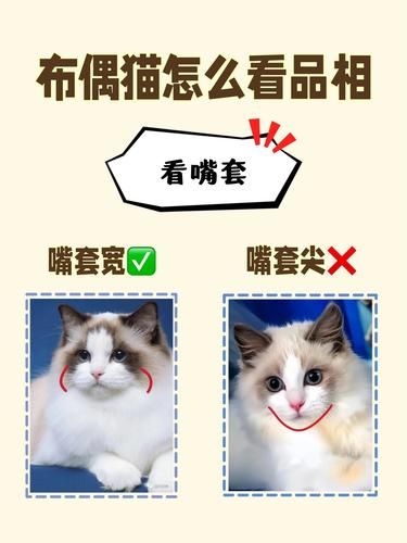 新手挑选布偶猫技巧