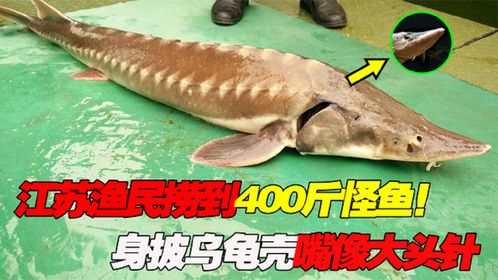江苏渔民捞到400斤怪鱼，身披乌龟壳嘴像大头针，警方：一级国宝