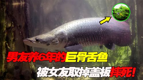 男友养6年的巨骨舌鱼，被女友取掉盖板活活摔死！女友：真小气