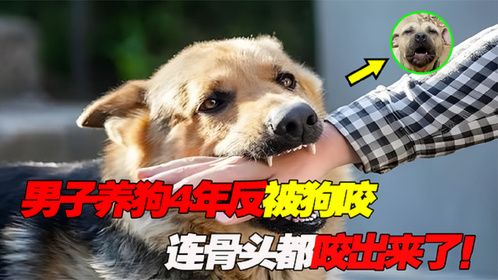 男子养狗4年反被狗咬，连骨头都咬出来了！主人含泪“就地正法”
