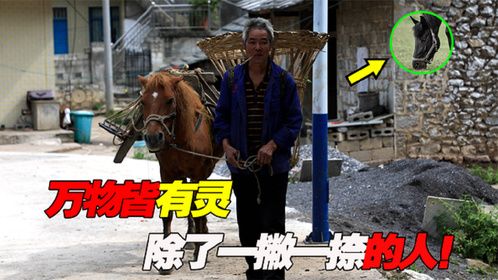 残疾老人翻倒在地，灵性黑马躺下让主人骑，贪财儿女却要杀马吃肉