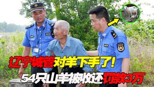 辽宁城管对羊下手了！老汉54只山羊被城管抓走，当场罚款3万