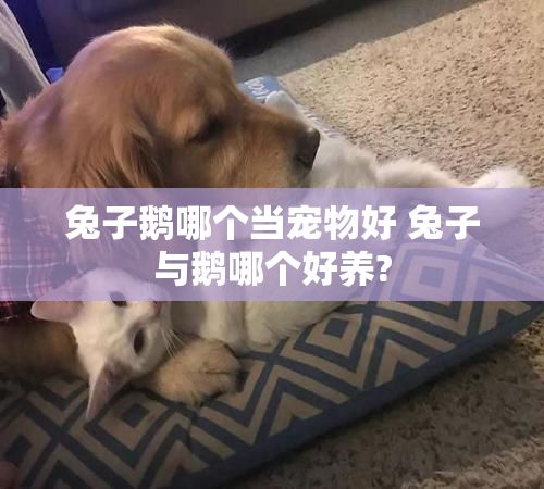 兔子鹅哪个当宠物好 兔子与鹅哪个好养?