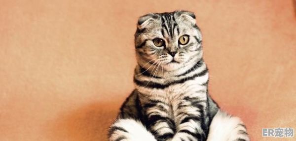 为什么送小猫给别人要收红包_别人送小猫咪发多少红包合适