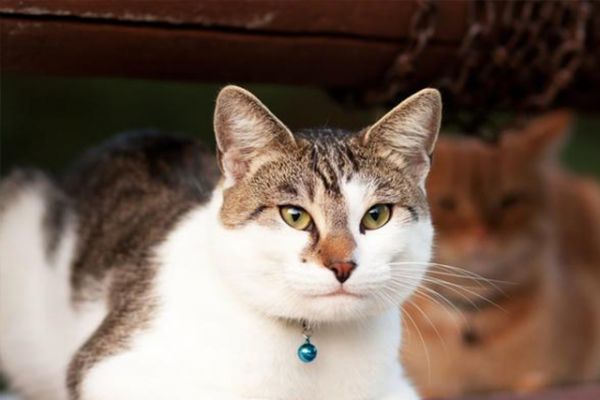 2022年上门收购宠物猫电话