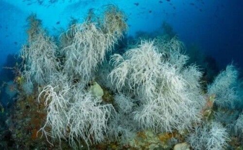 盘点地球上最长寿的 10 种动物,最后两种或可“永生”