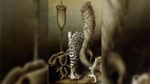 盘点地球上最长寿的 10 种动物,最后两种或可“永生”