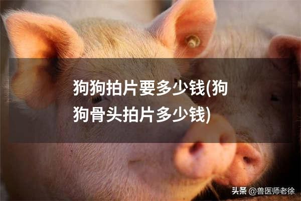 狗狗拍片要多少钱(狗狗骨头拍片多少钱)