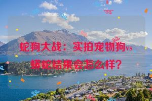 蛇狗大战：实拍宠物狗vs蟒蛇结果会怎么样？