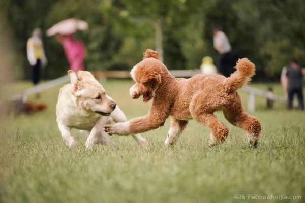 秋田犬的牙齿该怎么护理