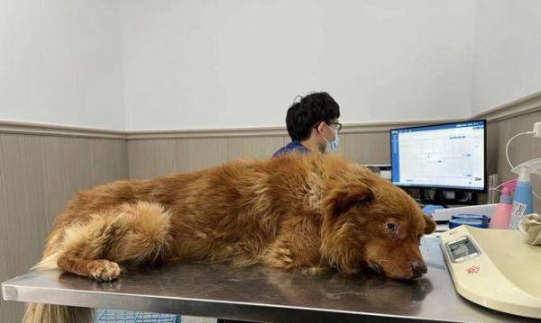 宠物狗瘟的致命性及预防方法（探究狗瘟致死的原因）