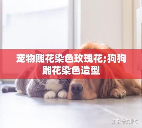 宠物雕花染色玫瑰花;狗狗雕花染色造型