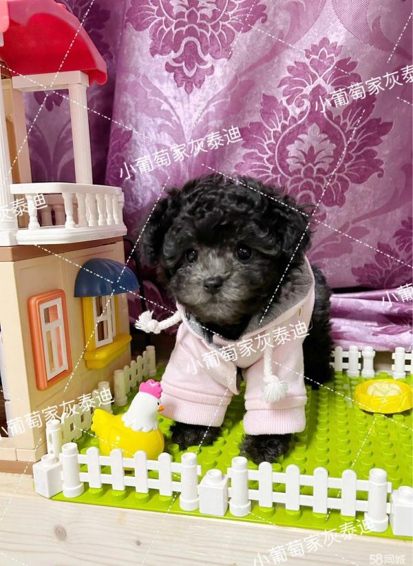 精品小体家养灰泰迪接受预定