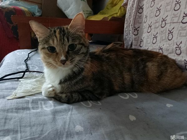 给猫咪找新主人 免费领养