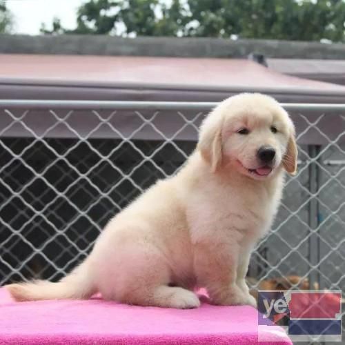 肇庆金毛犬舍 金毛犬直销 价格优惠
