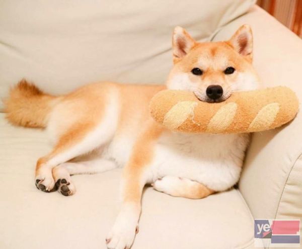 肇庆犬舍直销 出售宠物狗 支持上门或视频挑选 全国发货 态度