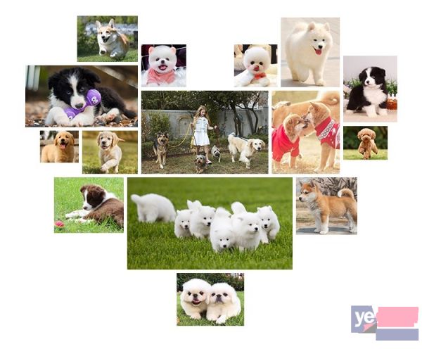 肇庆宠物犬直销 健康品质有保障 视频看狗可送货