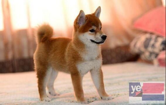 肇庆犬舍直销 出售宠物狗 支持上门或视频挑选 全国发货