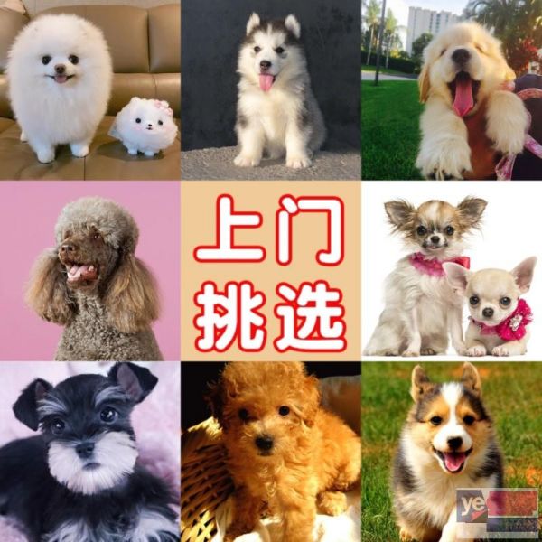 肇庆雪纳瑞犬舍 宠物狗专卖 价格优惠