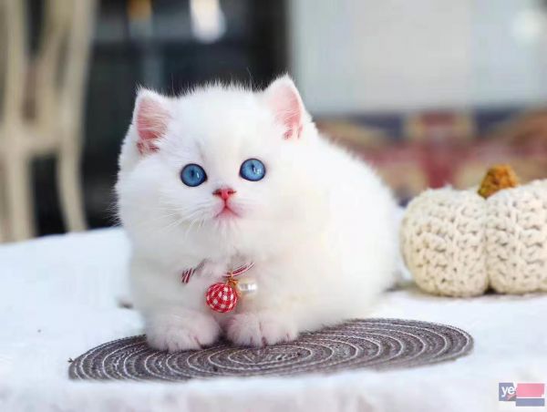 北京宣武双血统曼基康矮脚猫一手出售