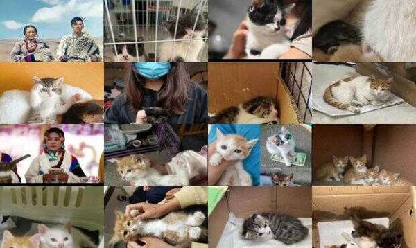 赶集网领养猫