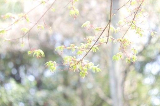 宠物领养网（宠物领养网页）