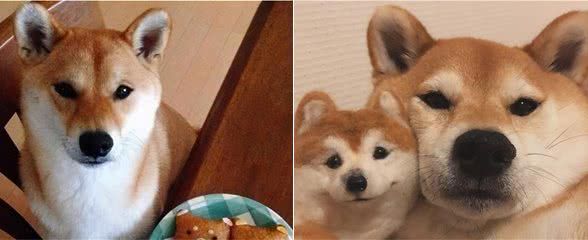 柴犬的6大“怪癖”,简直就是恶魔