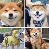 暖心微笑的柴犬,其实是个躁动的小恶魔,活泼调皮精力旺盛
