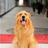 金毛犬,到底是“大暖男”还是“小恶魔”?