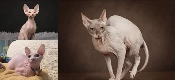 爱猫却猫毛过敏?福利来了,温柔亲人的无毛猫了解一下