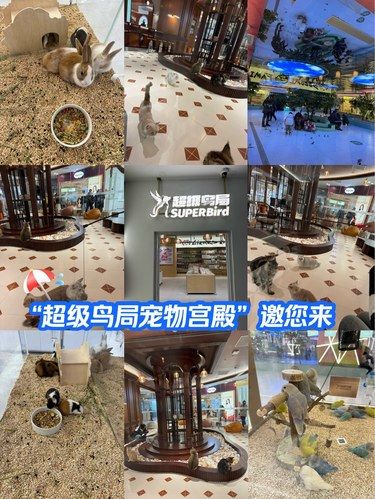 “超级鸟局宠物宫殿”等您来