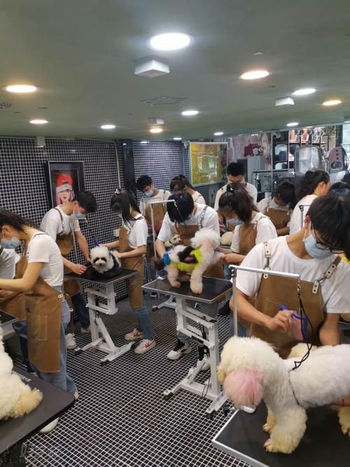 专业宠物美容培训学校提供美容培训服务