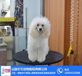 宠物美容培训学校官网