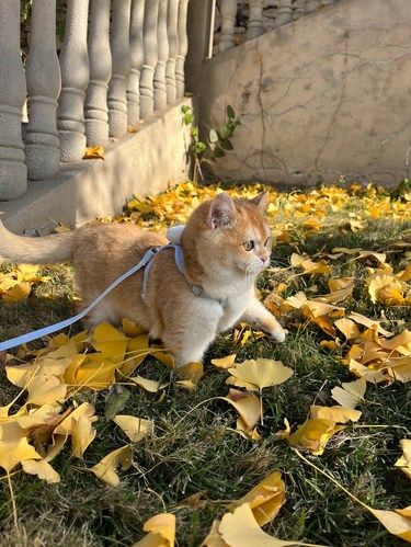 萌化心尖的金渐层小奶猫来啦！