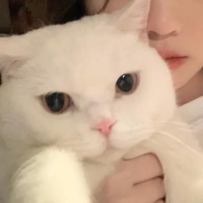 女生抱猫咪头像情侣