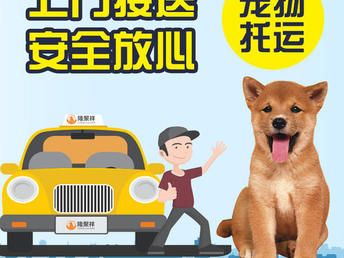 保山宠物活体托运,专业团队有专人照料投食喂水高速直达全国各地