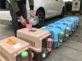 保山宠物托运价格 保山宠物服务满意服务