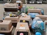 保山宠物狗托运公司 贴心服务一路相伴