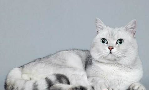 哪种宠物猫最好养又听话又干净又温顺