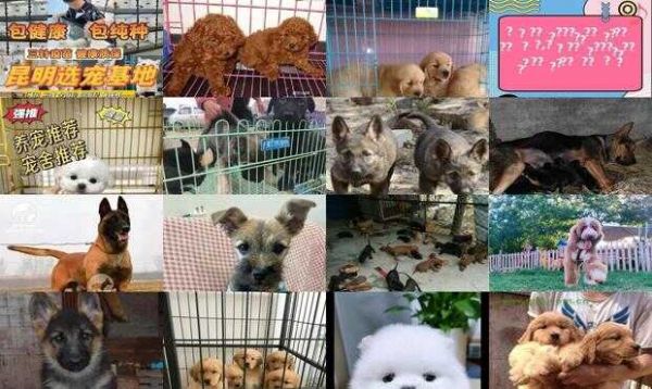 昆明宠物狗市场在哪里